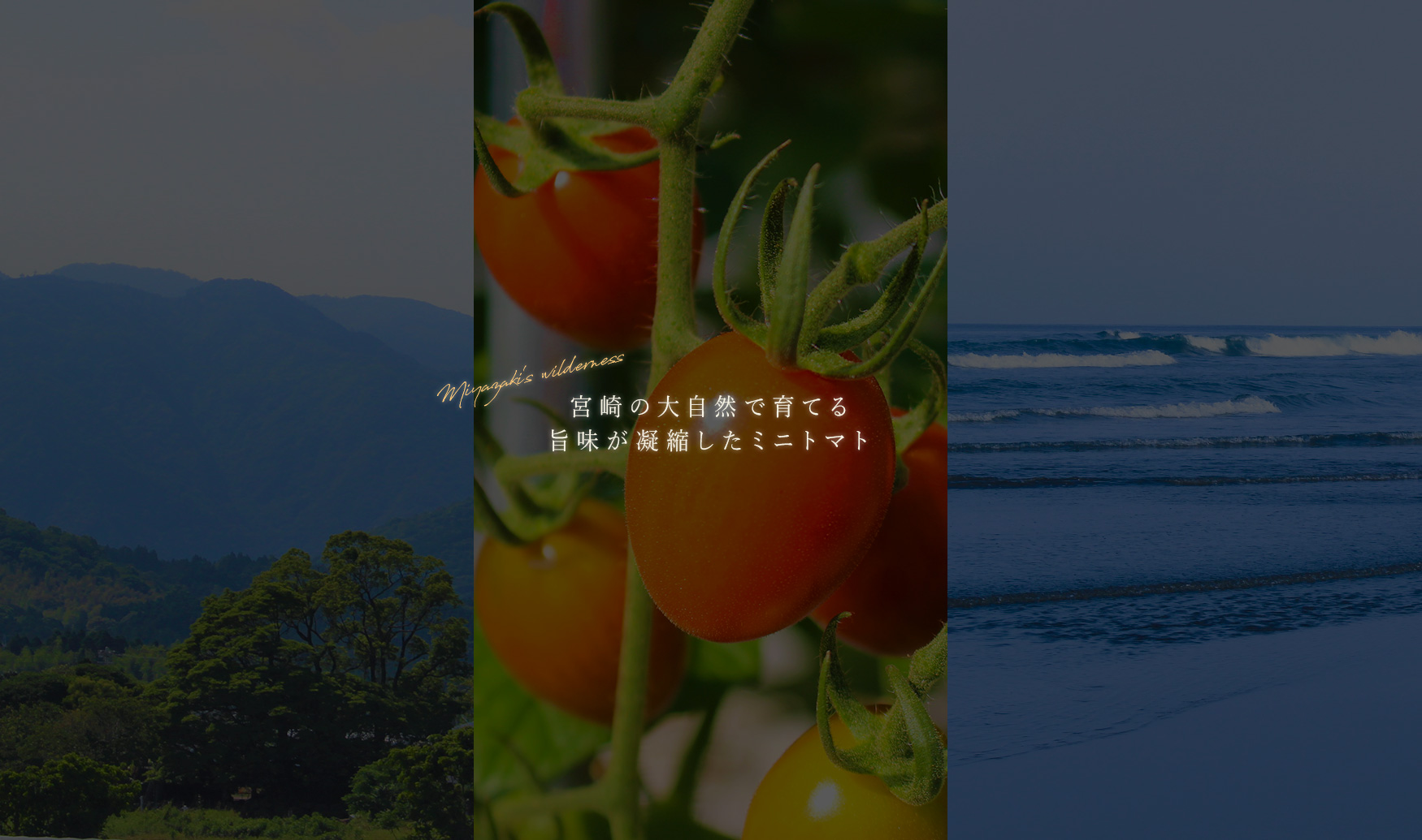 宮崎の大自然で育てる、旨味が凝縮したミニトマト